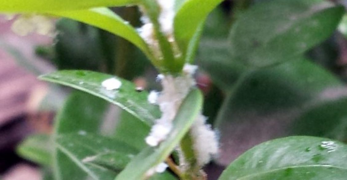 Diseases And Pests Ebts Uk - 