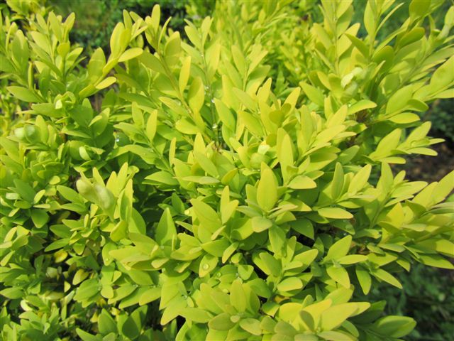 How does hot weather affect boxwood 02