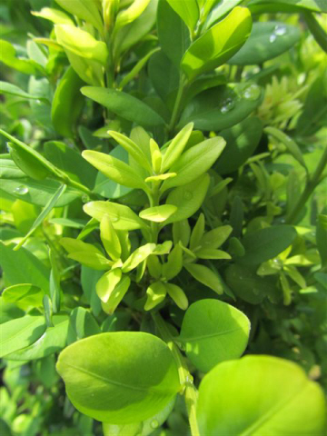 How does hot weather affect boxwood 08