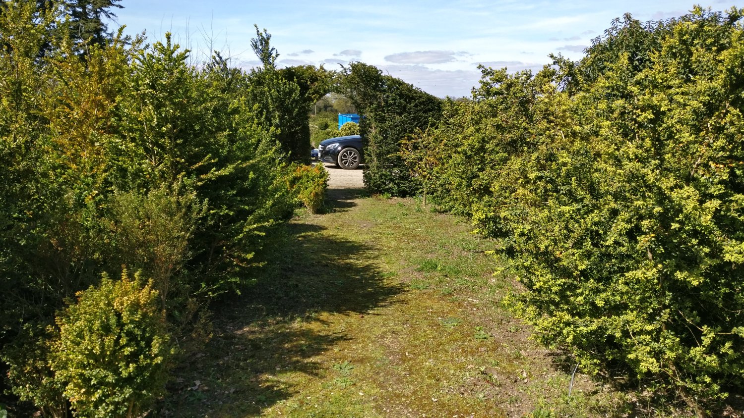 Buxus National Collection