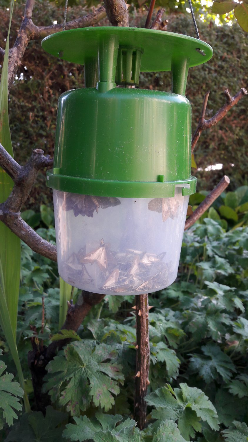 BUXaTrap Box Tree Moth Trap by Bayer 