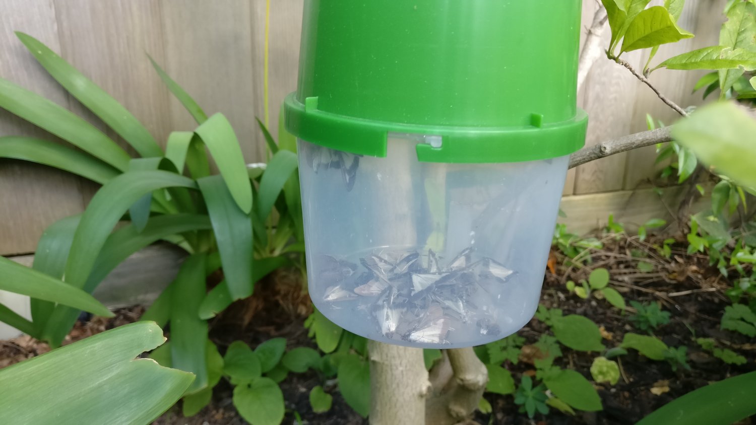 Box Tree Moths ‘plague’ – What to do – (Updated 26/04/18)