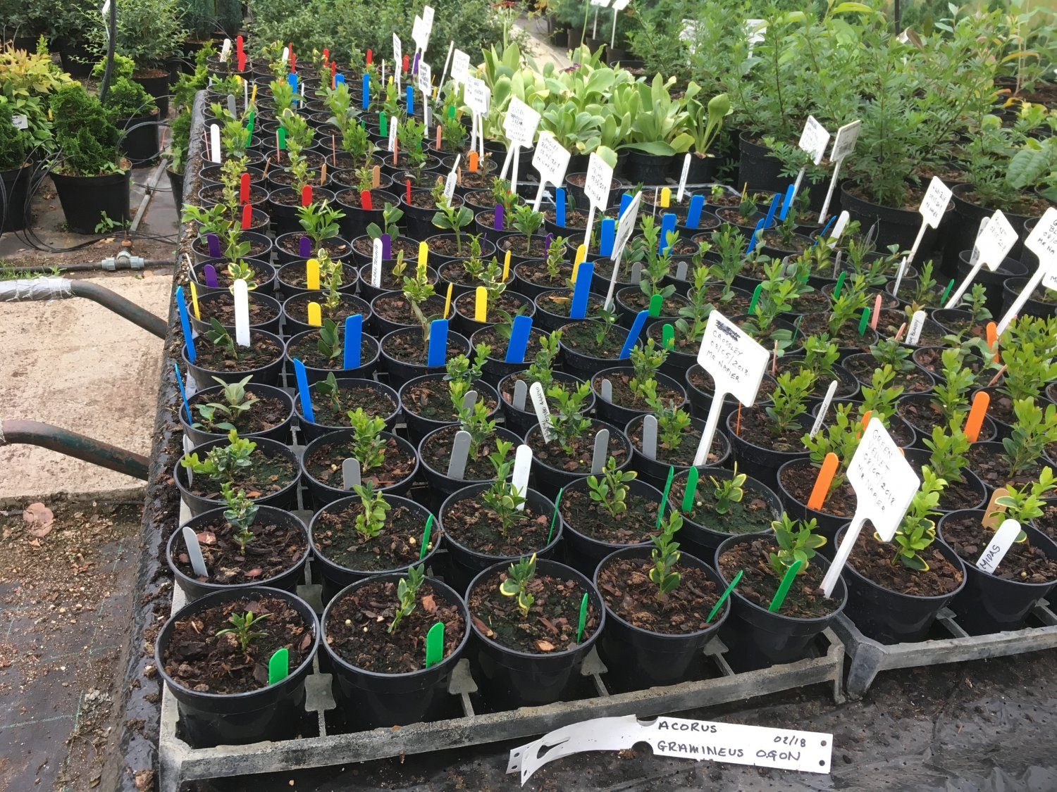 Cuttings from the Buxus Collection being propagated to increase security of rarer varieties at Shallowmead Nurseries, Lymington