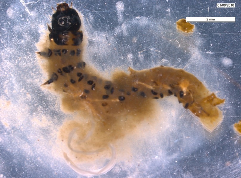 Live nematode emerging from larva Photo © Dr Stephanie Bird/RHS