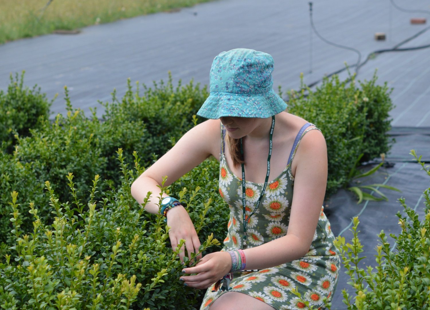 Colleen working in the boxwood trials area at RHS Wisley collecting data