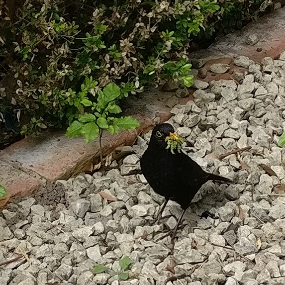 Black bird with mouth full of box tree caterpillars