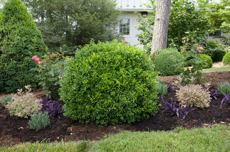 A freshly mulched bed of NewGen Independence® and perennials