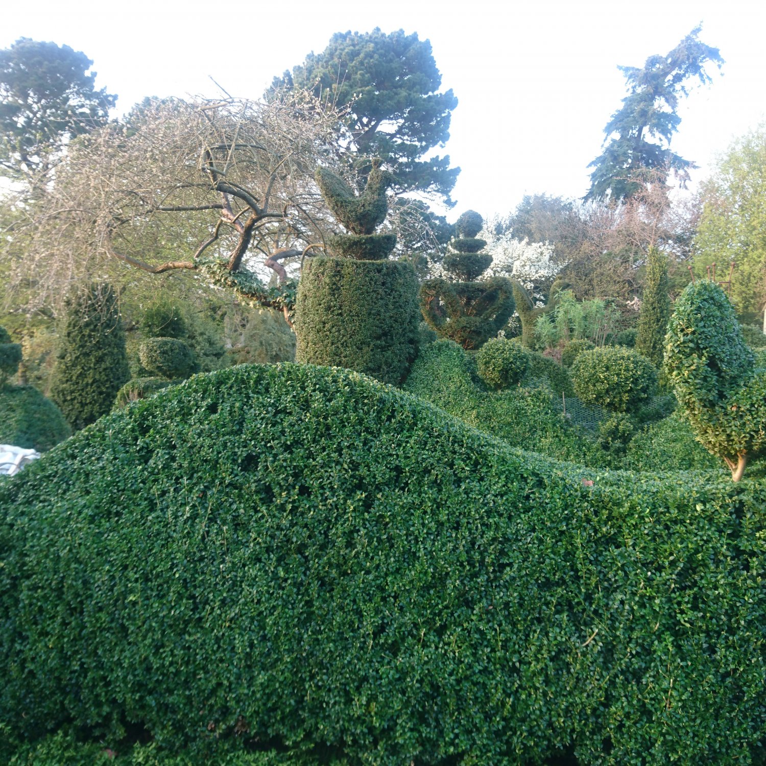 Wavy box hedge with a backdrop of yew and box topiaries